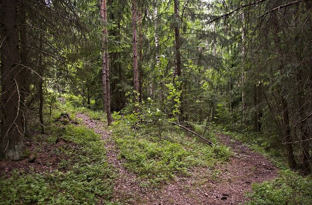 Forest paths near Hältingträsk