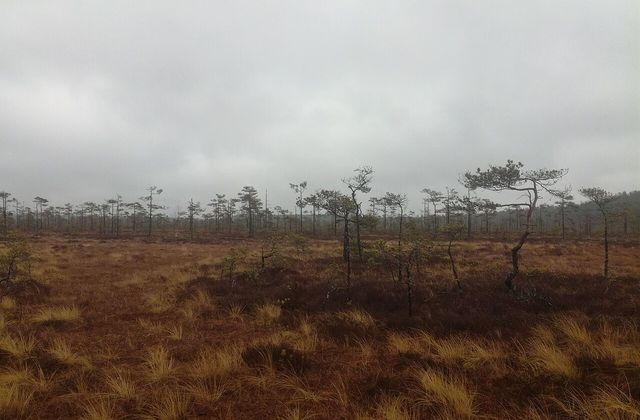Punassuo bog