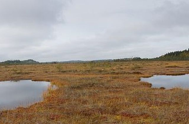 The mire in autumn colour
