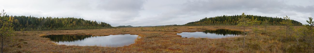 Torronsuo in autumn colour — the open mire