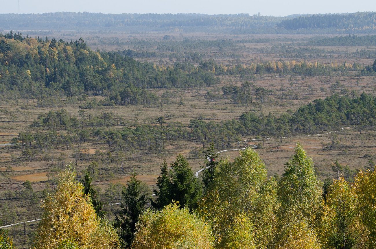 The Kiljamo observation tower above the bog